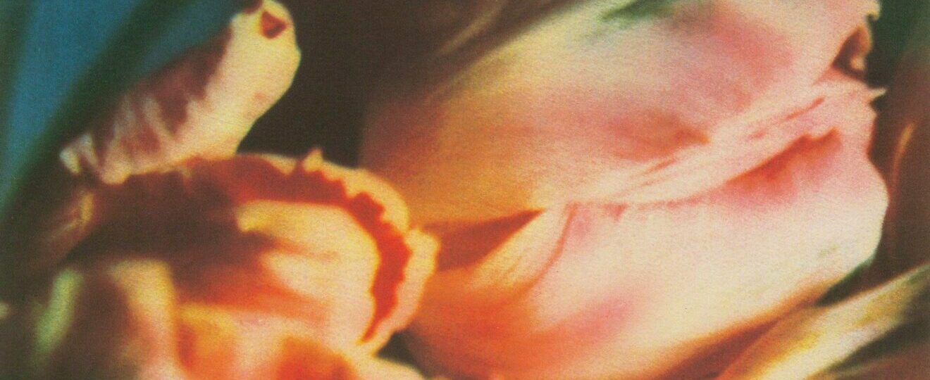 Playlist Saint-Valentin : bouquet de tulipes par Cy Twombly