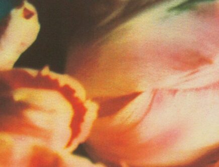 Playlist Saint-Valentin : bouquet de tulipes par Cy Twombly