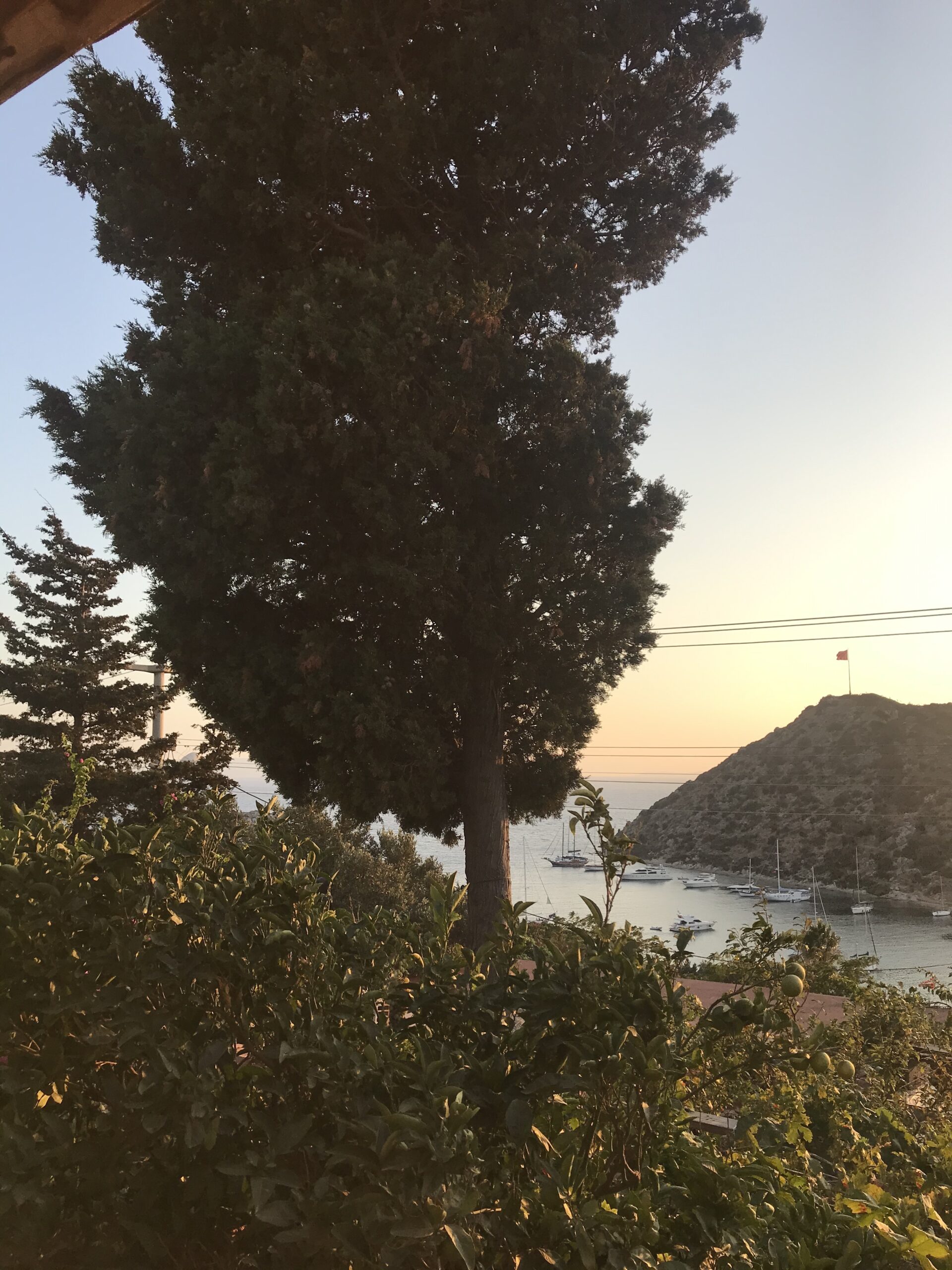Les arbres au citron vert et la vue du port de Gumusluk