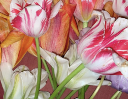 Tulipes photographiées par Luke Edward Hall