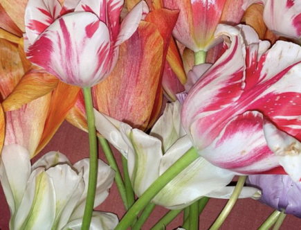 Tulipes photographiées par Luke Edward Hall