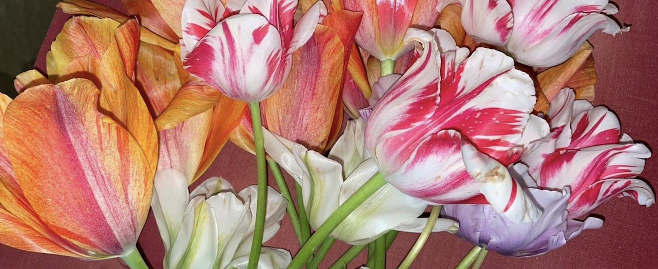 Tulipes photographiées par Luke Edward Hall